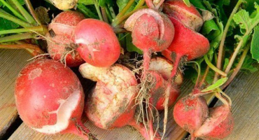 Jak se vypořádat s chorobami a škůdci ředkvičky a zabránit jejich výskytu?